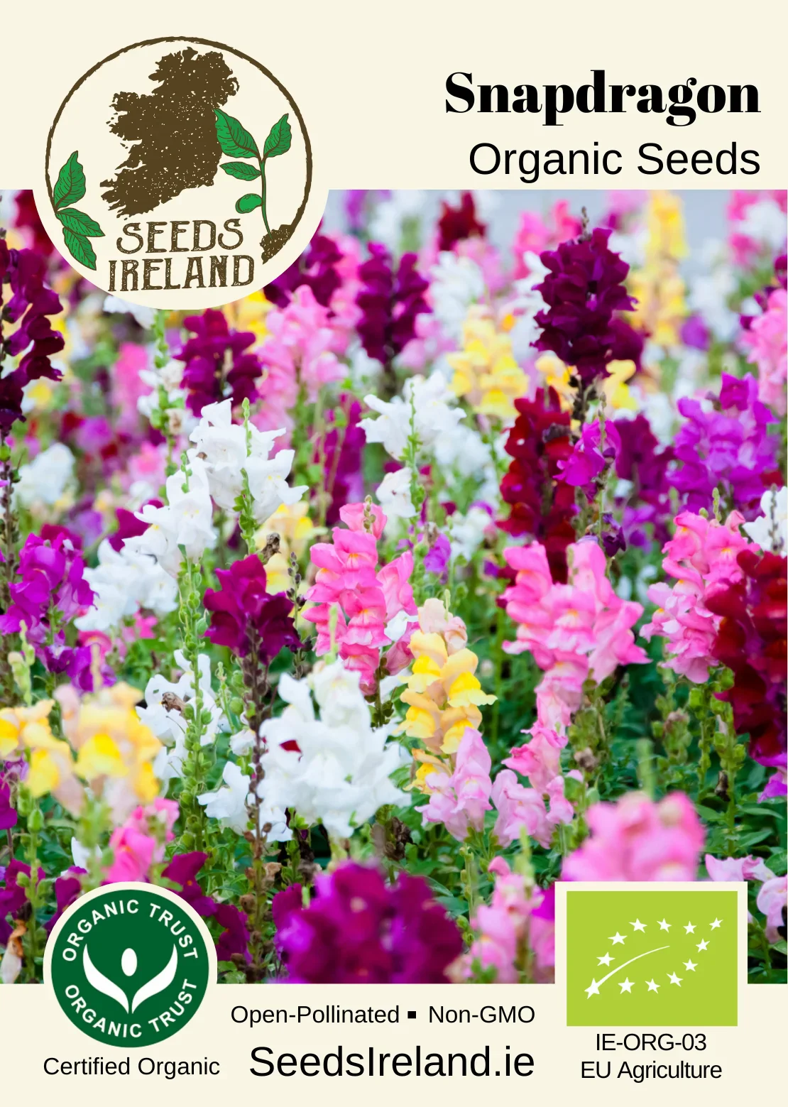 Snapdragon Organic Seed - Image 2