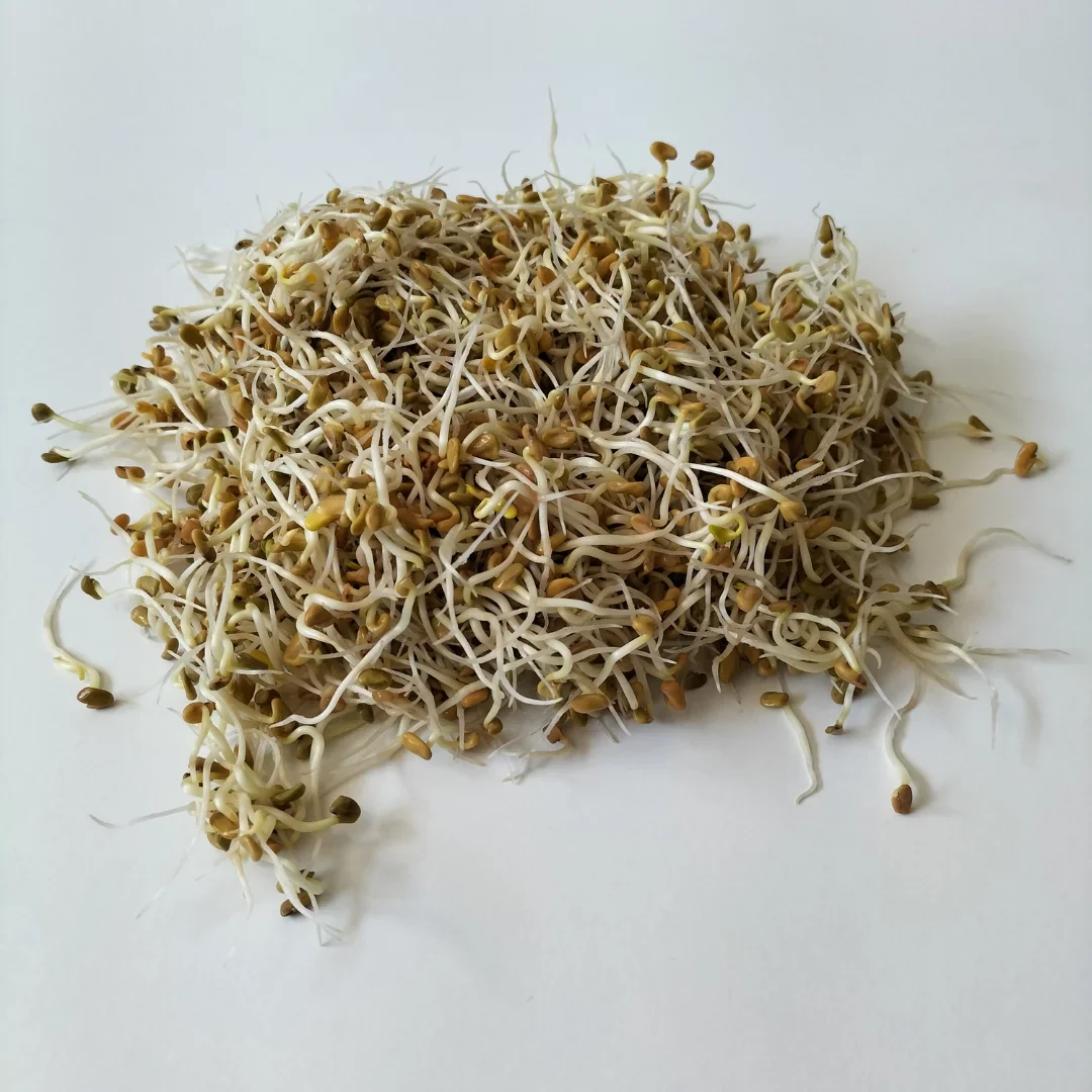 Organic Sprouting Seed: Fenugreek