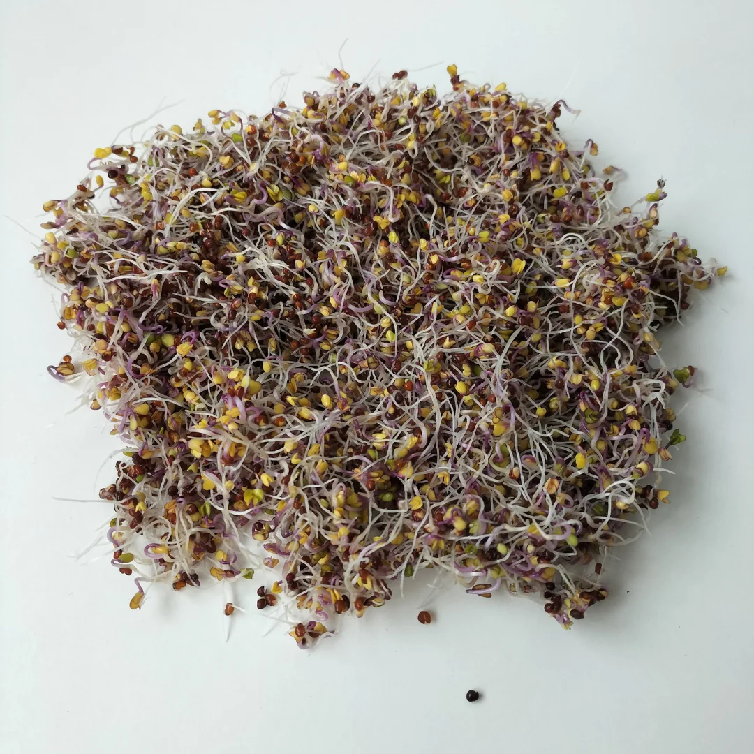 Organic Sprouting Seed: Pink Kale/Red Kohlrabi