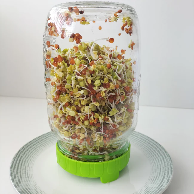 Sprouting Starter Kit - Image 2