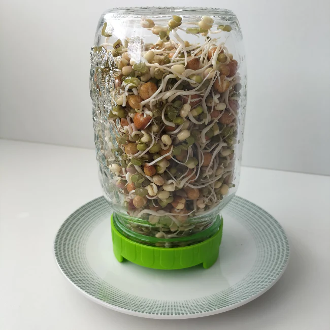 Sprouting Starter Kit - Image 4