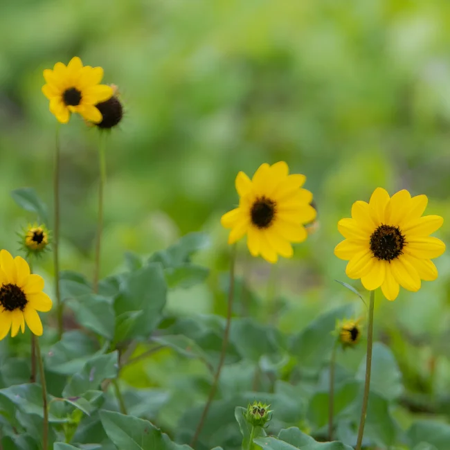 Sunflower: Beach Organic Seed