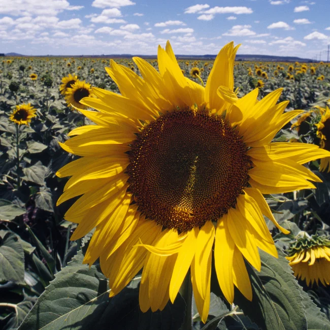 Sunflower: Giant Yellow Organic Seed