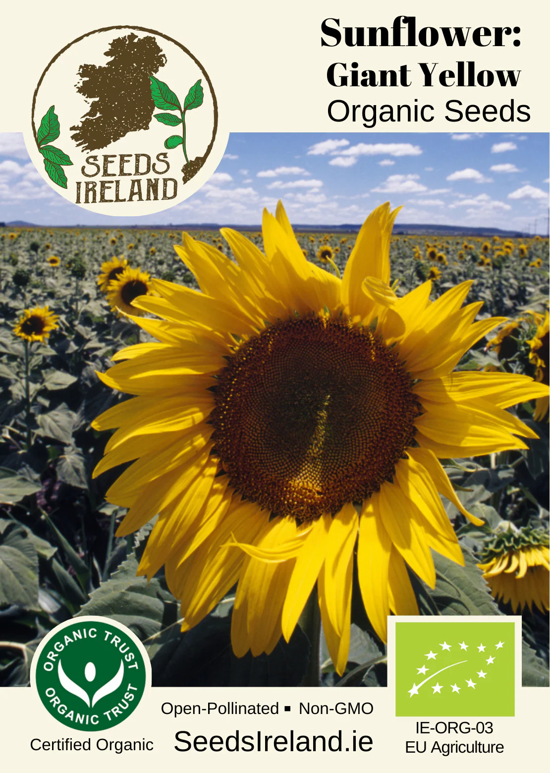 Sunflower: Giant Yellow Organic Seed - Image 2