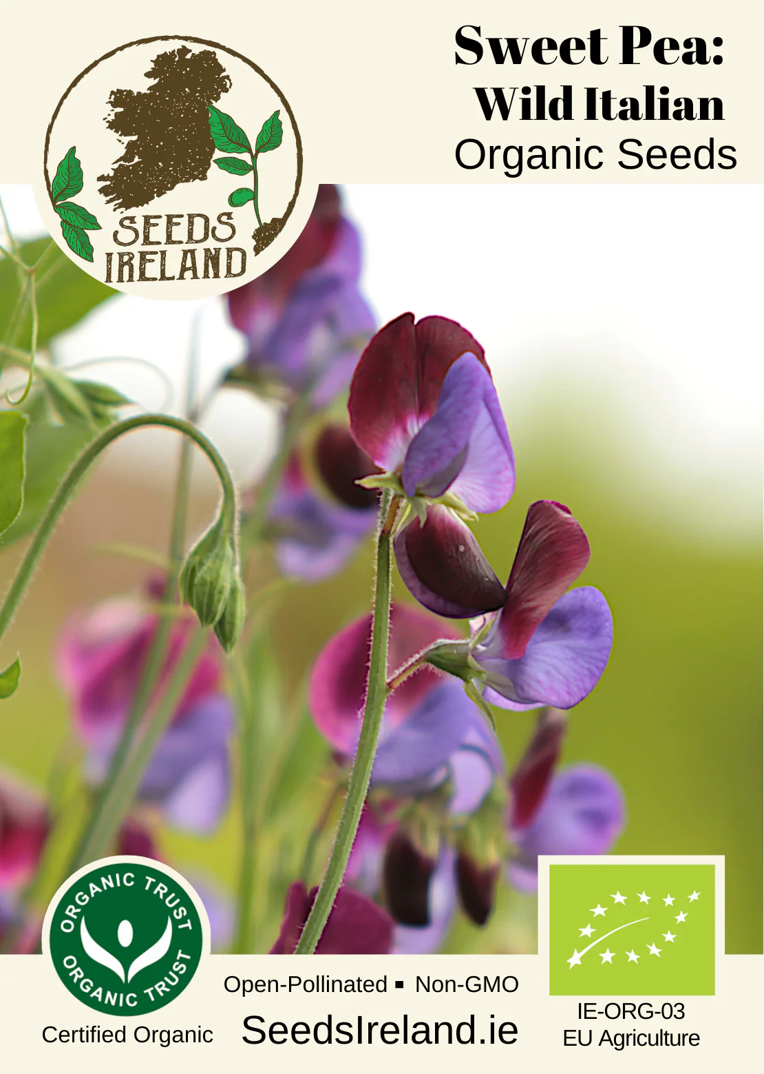 Sweet Pea: Wild Italian Organic Seed - Image 2