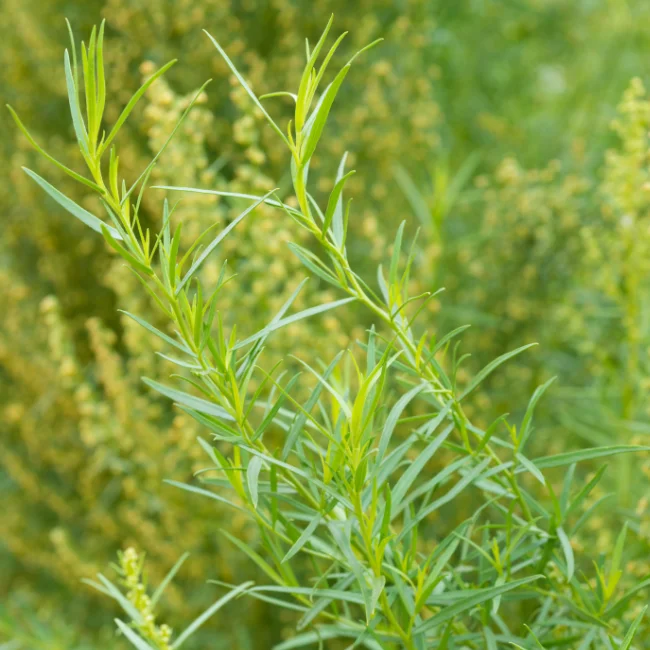 Tarragon: Russian Organic Seed