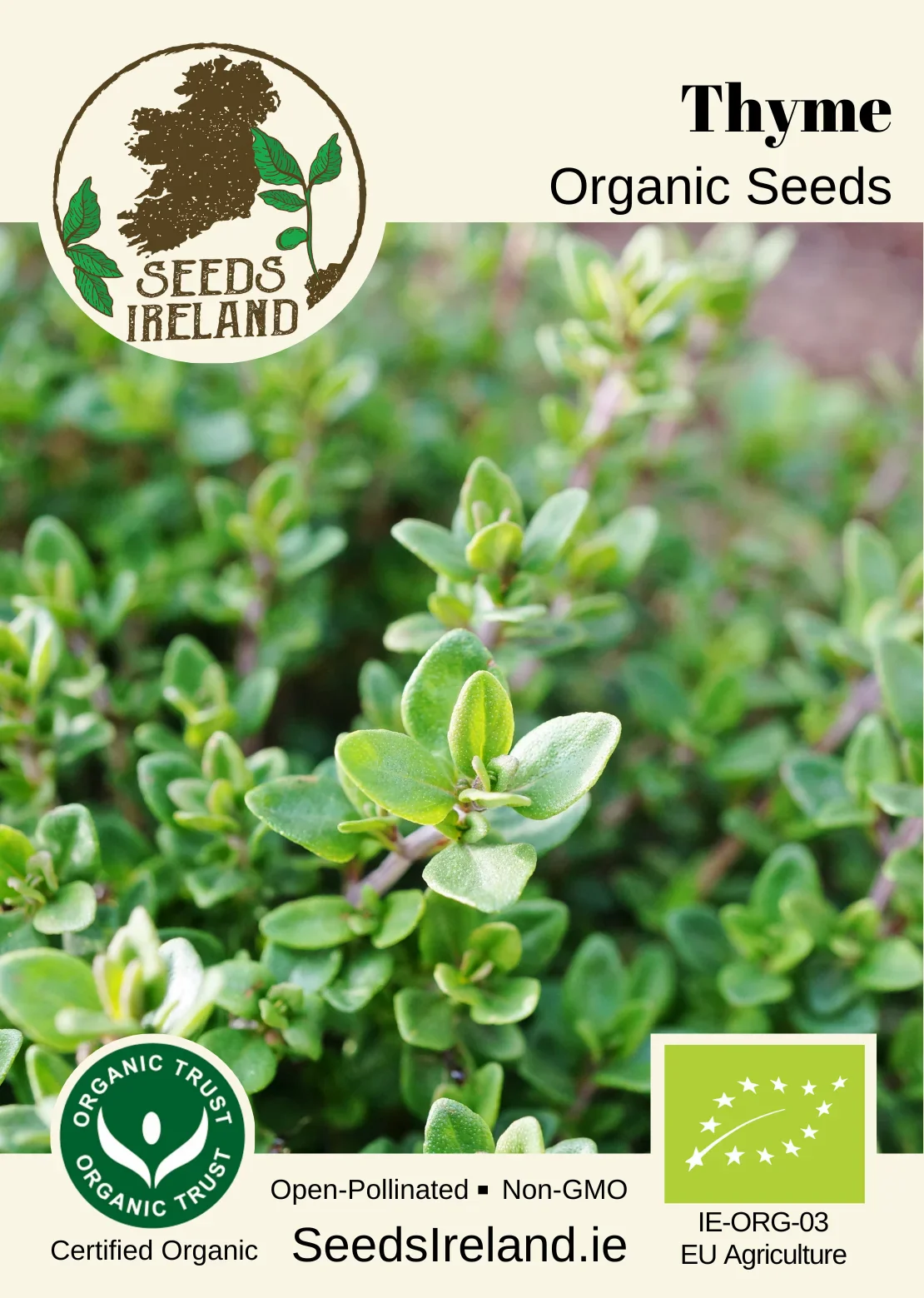 Thyme Organic Seed - Image 2