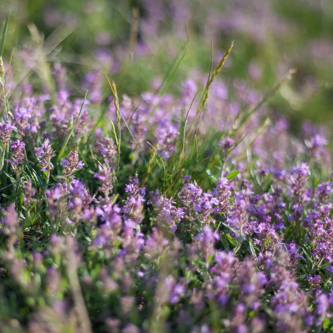 Thyme Organic Seed - Image 3