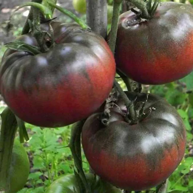 Tomato: Black From Tula Organic Seed