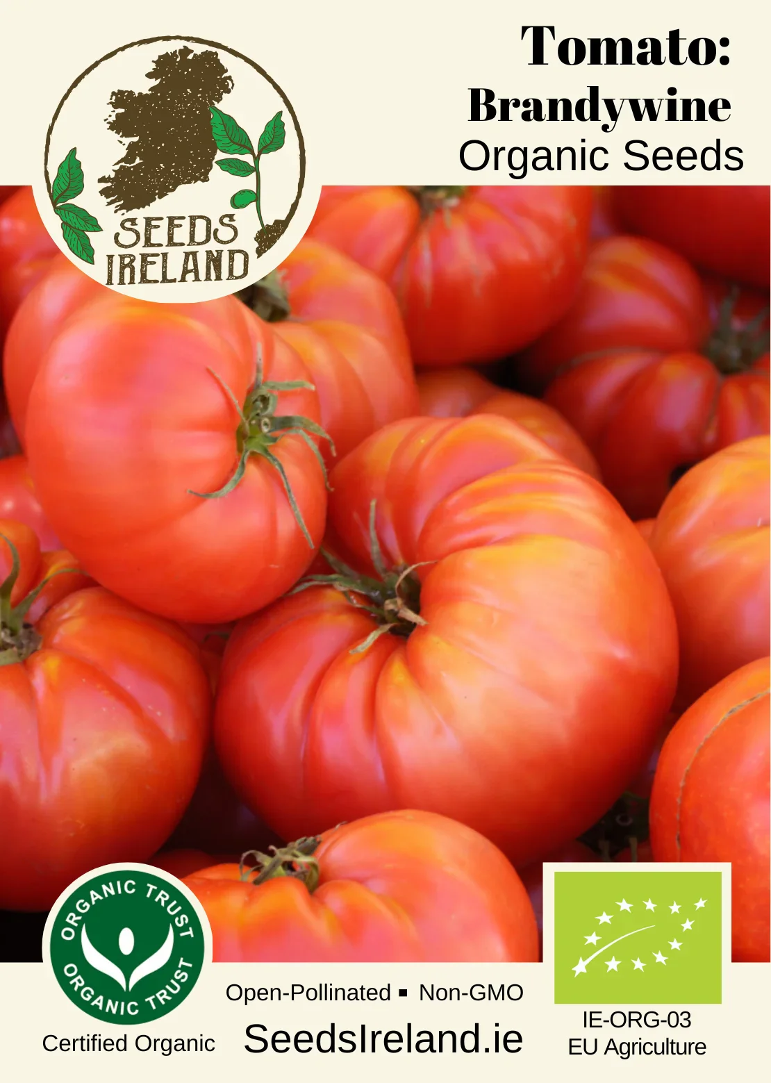 Tomato: Brandywine Organic Seed - Image 2