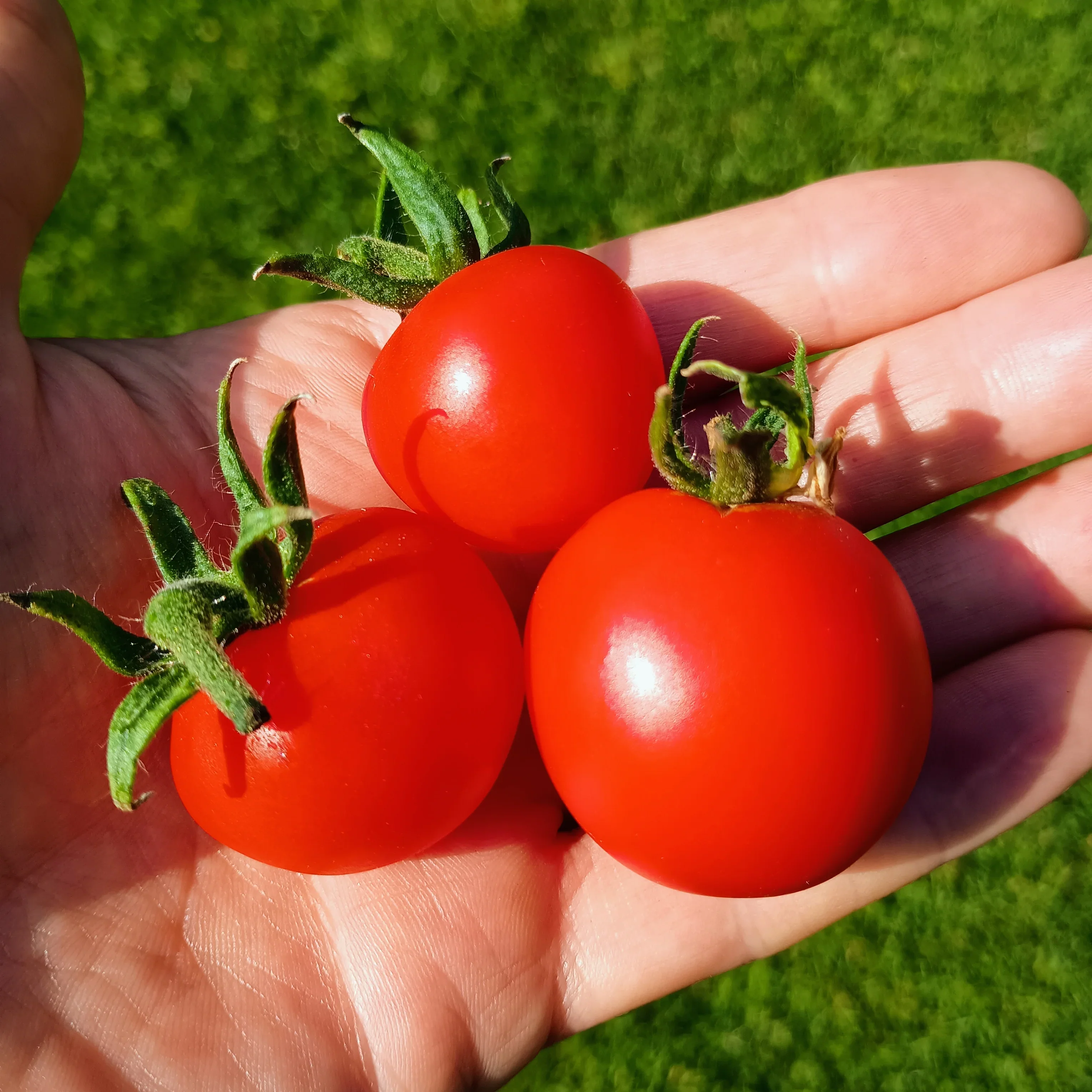 Tomato: Matina Organic Seed - Image 2