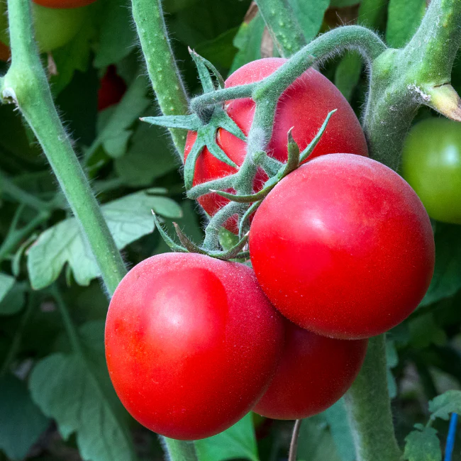Tomato: Moneymaker Organic Seed