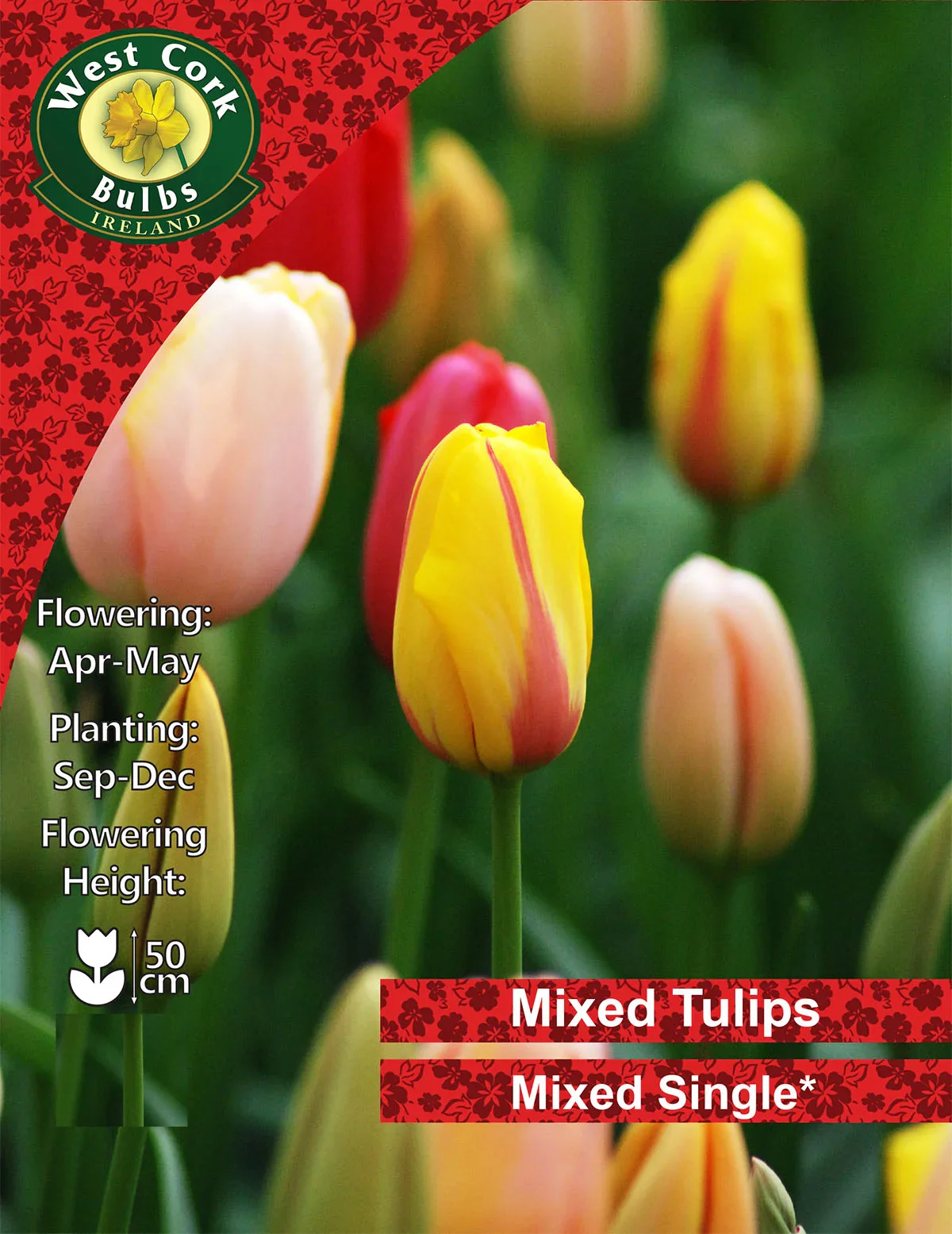 Tulip Bulbs: Mixed Colours