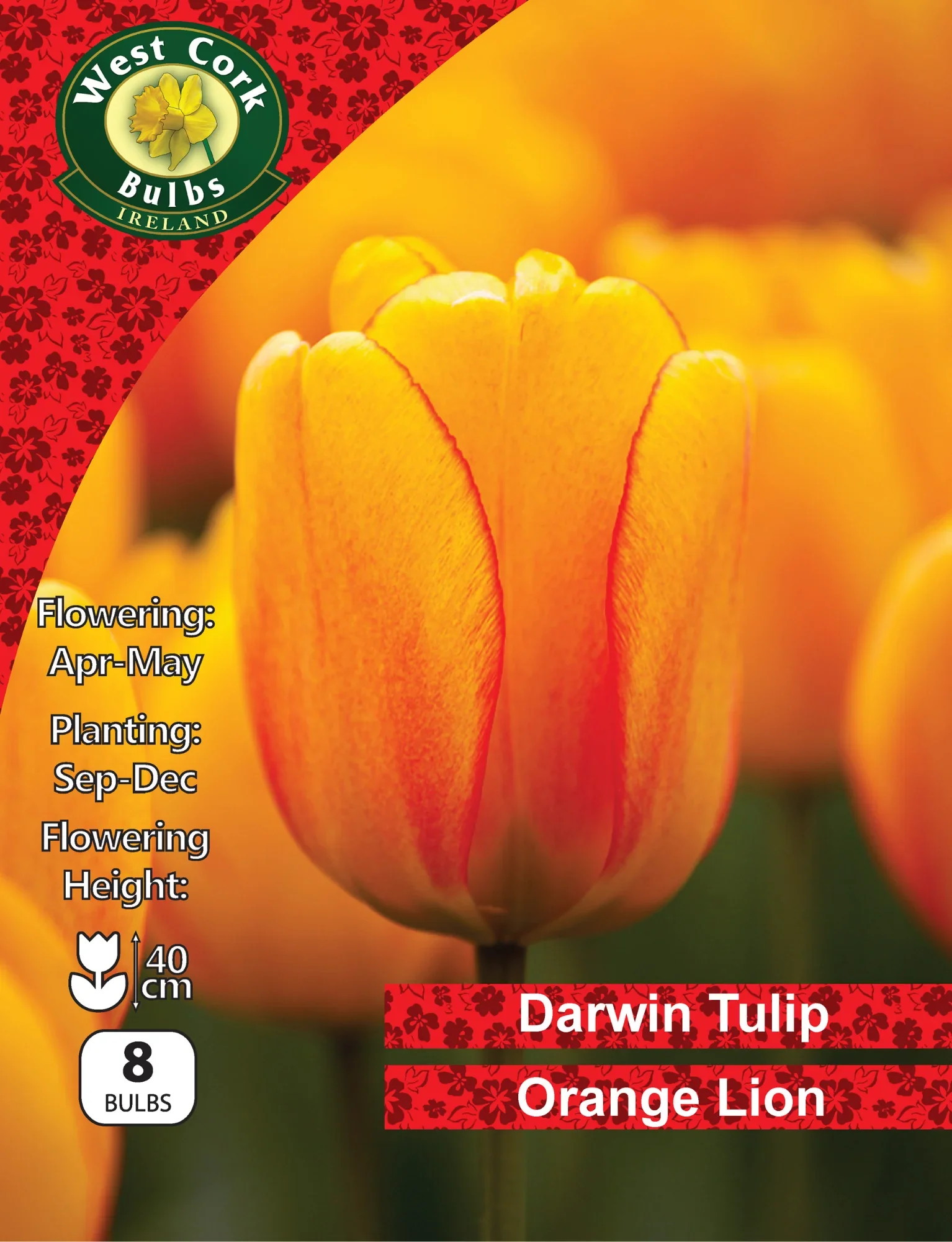 Tulip Bulbs: Orange Lion
