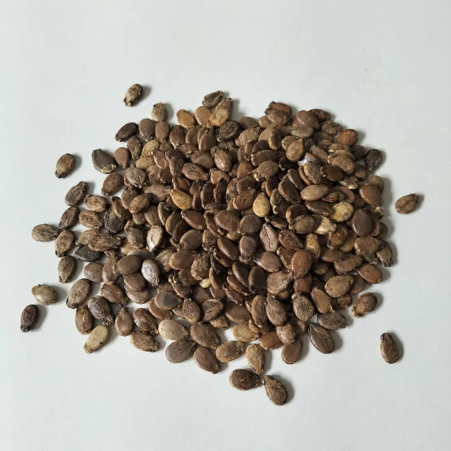 Watermelon: Sugar Baby Organic Seed - Image 3