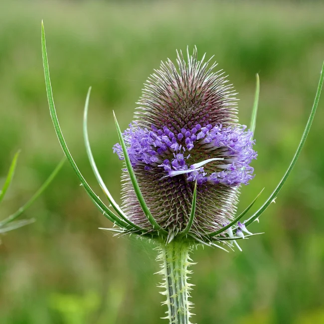 Wild Teasel Organic Seed