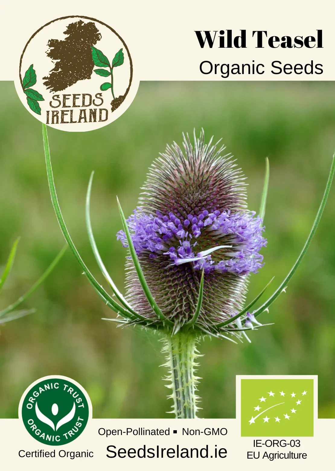 Wild Teasel Organic Seed - Image 2