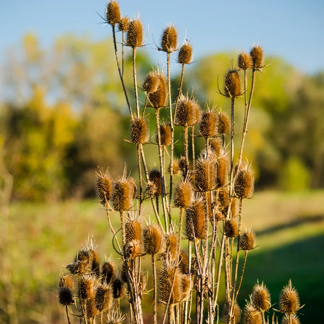 Wild Teasel Organic Seed - Image 3