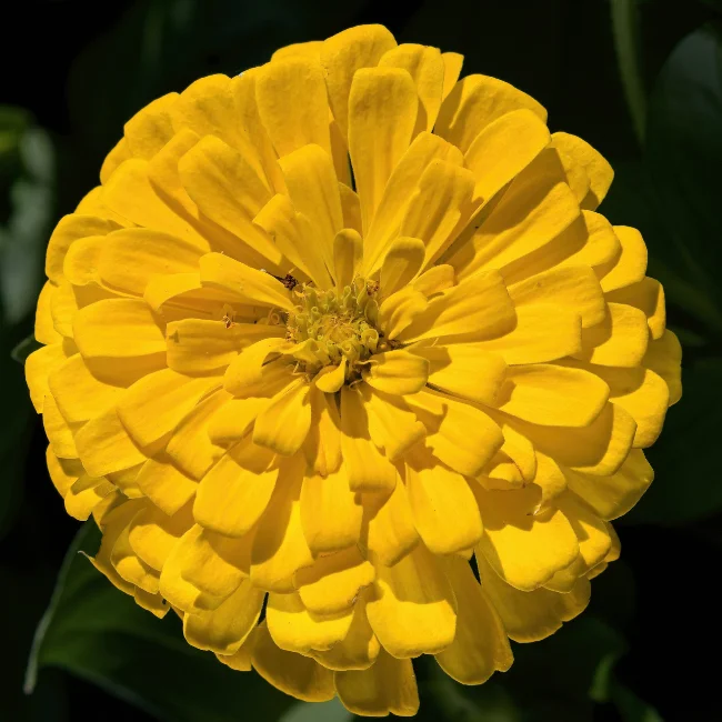 Zinnia: Canary Yellow Organic Seed