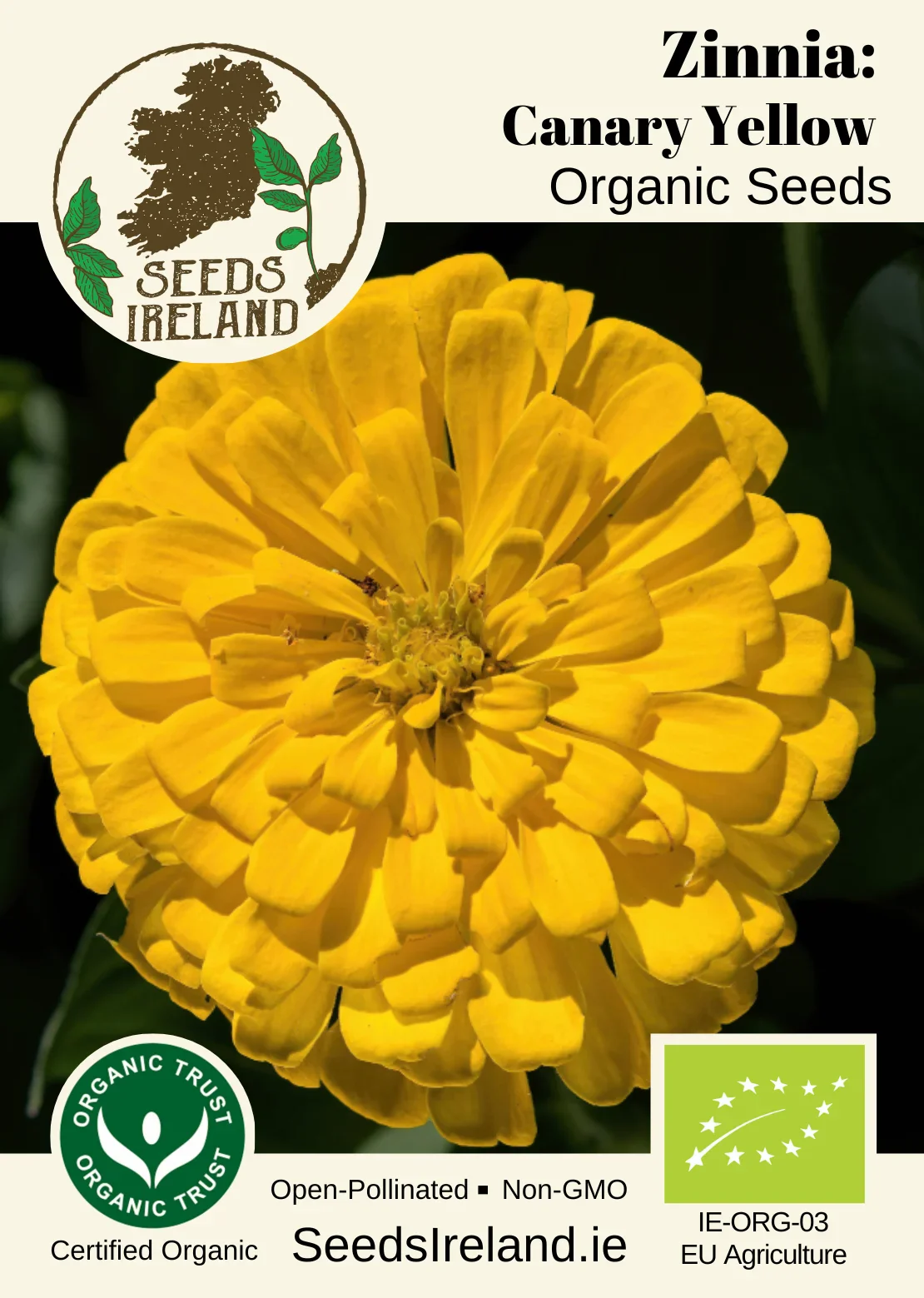 Zinnia: Canary Yellow Organic Seed - Image 2